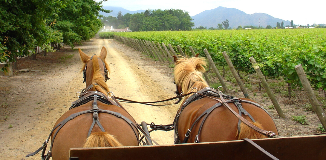 Team Building : Quad et Cheval